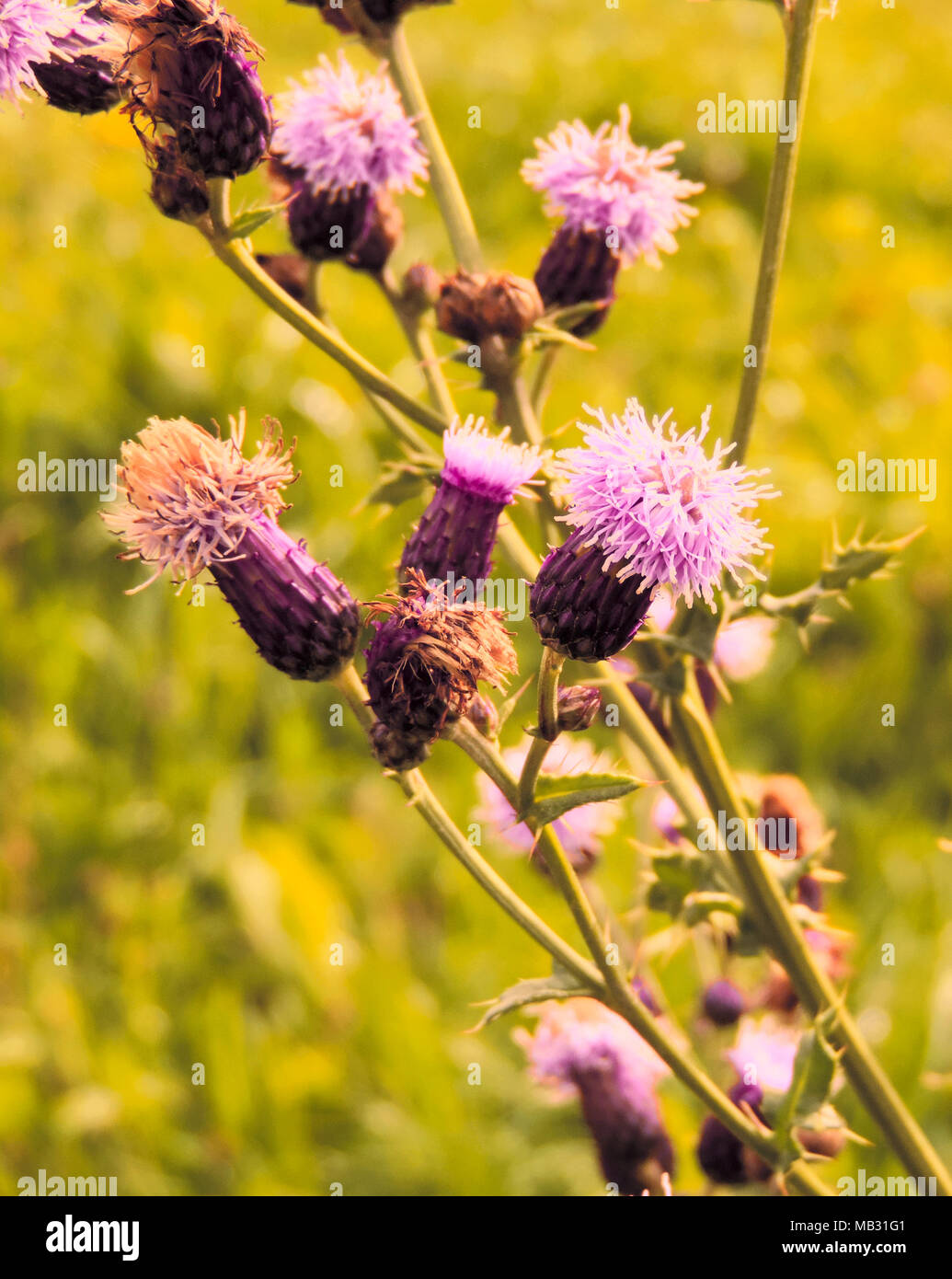 Il cardo selvatico, sullo sfondo di primavera o estate prato con fiori selvatici. Foto Stock