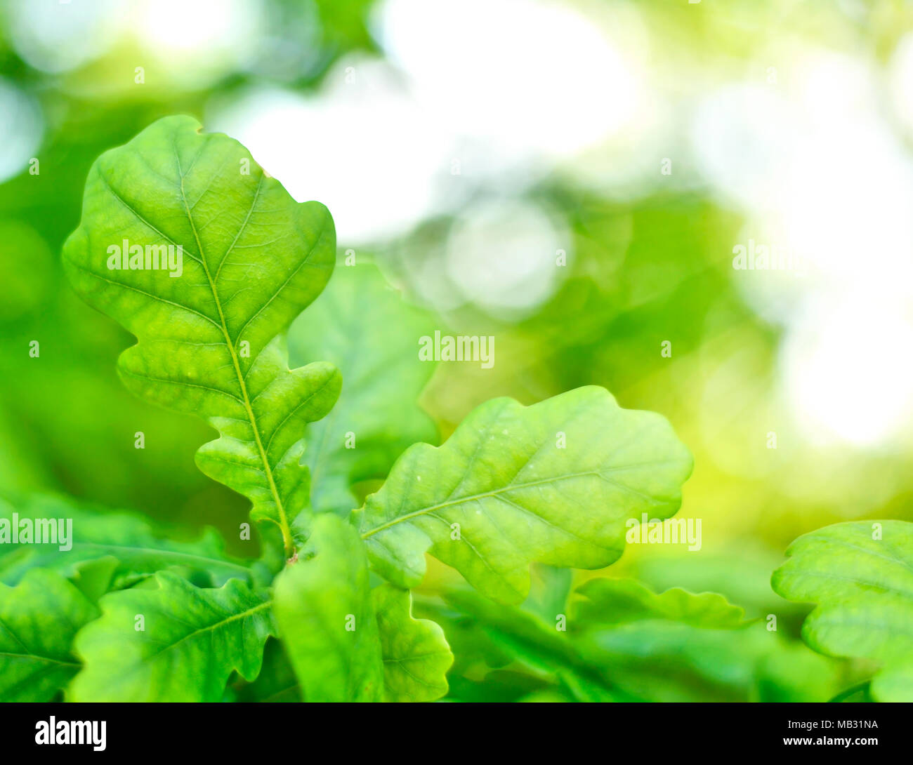 Fresche foglie di quercia sfondo, primavera scena. Foglie verde dello sfondo con la luce del sole e spazio di copia. Foto Stock