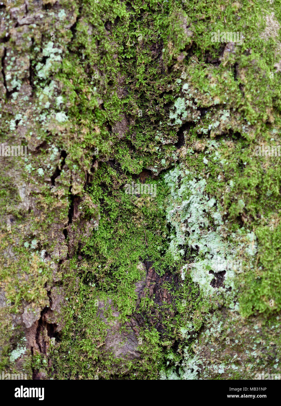 Tronco di quercia, corteccia texture o tronco di albero dello sfondo. Foto Stock