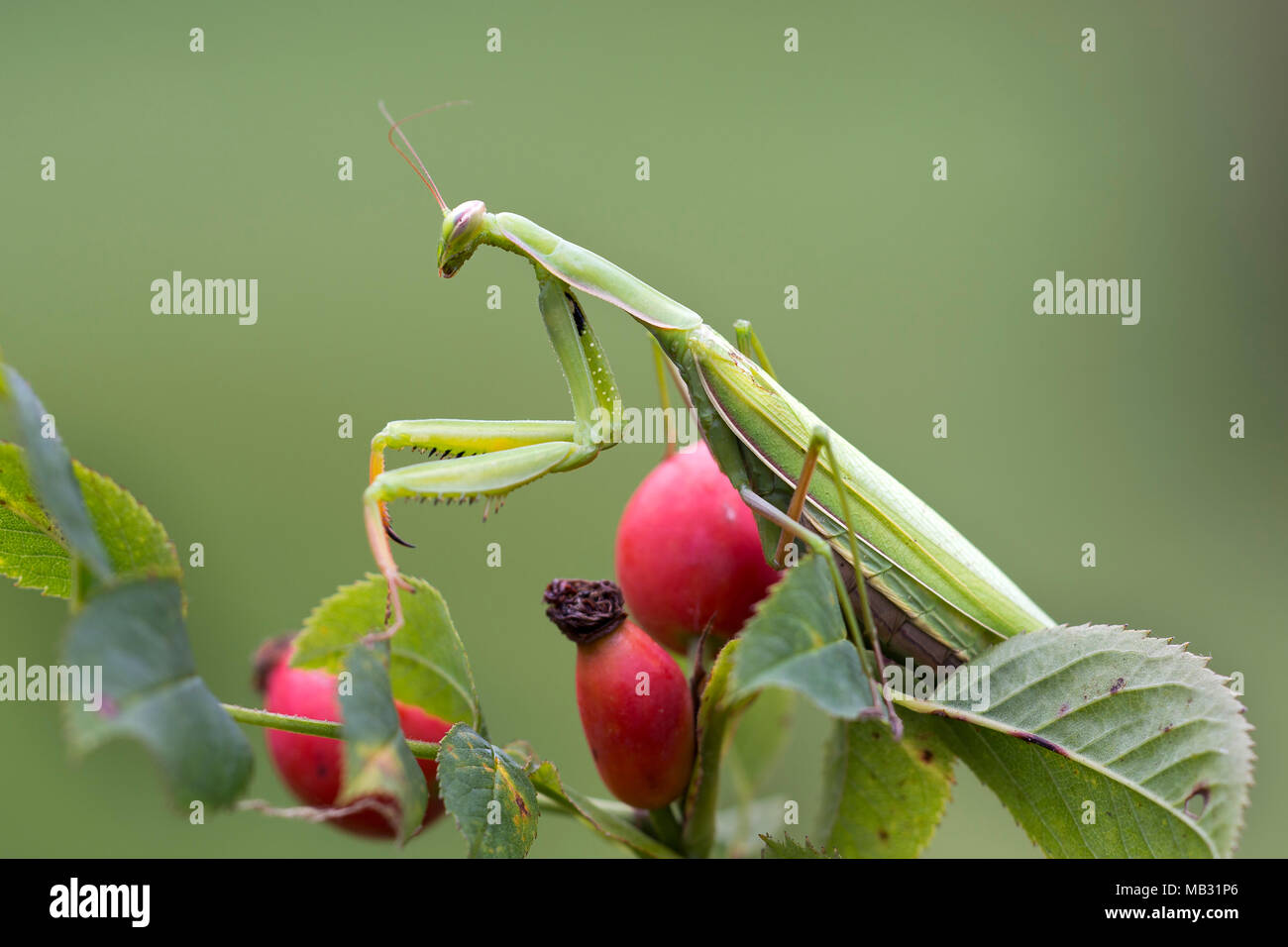 Mantide religiosa (mantide religiosa) siede su rosa canina, Burgenland, Austria Foto Stock
