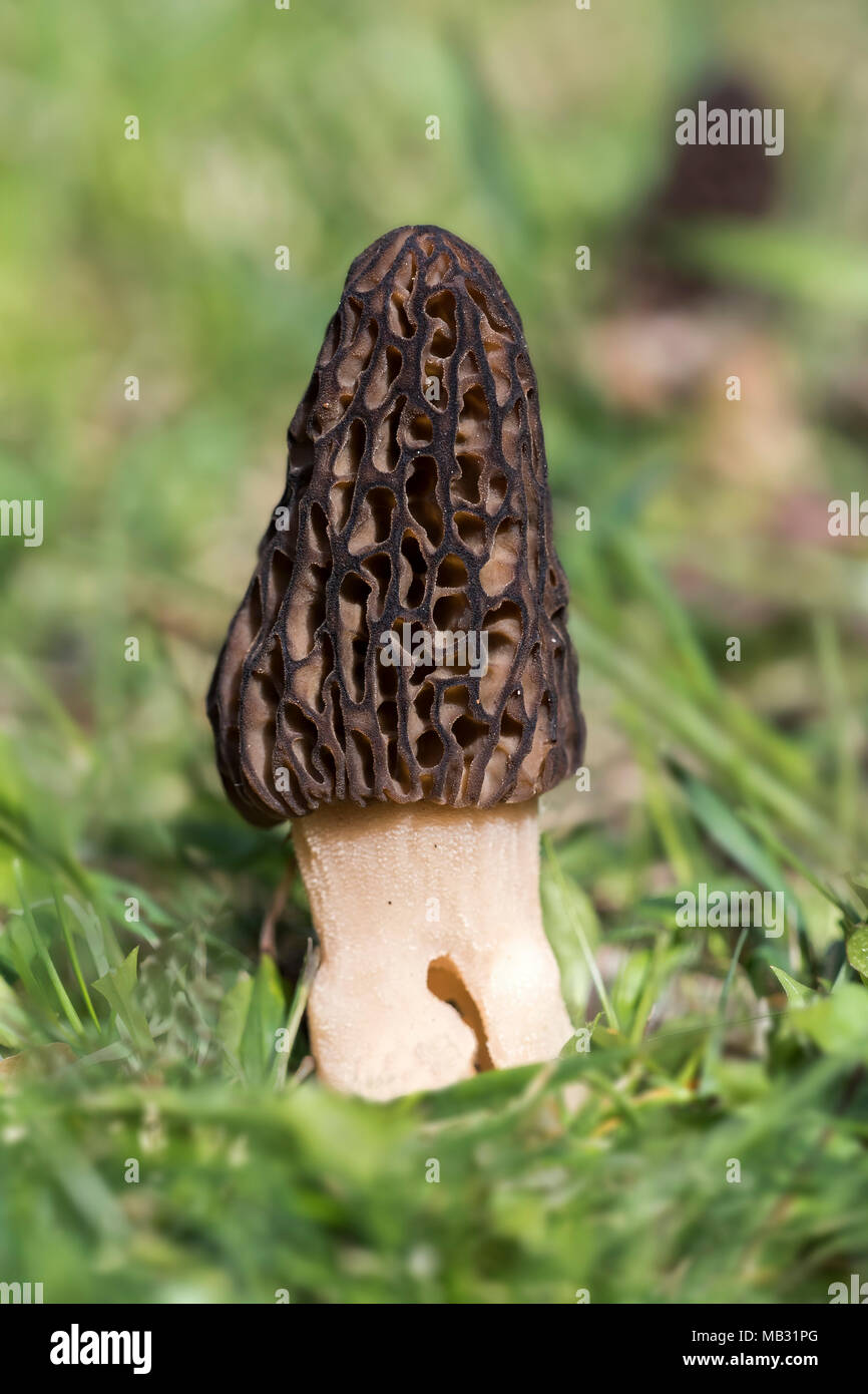 Nero (morel Morchella conica), Tirolo, Austria Foto Stock