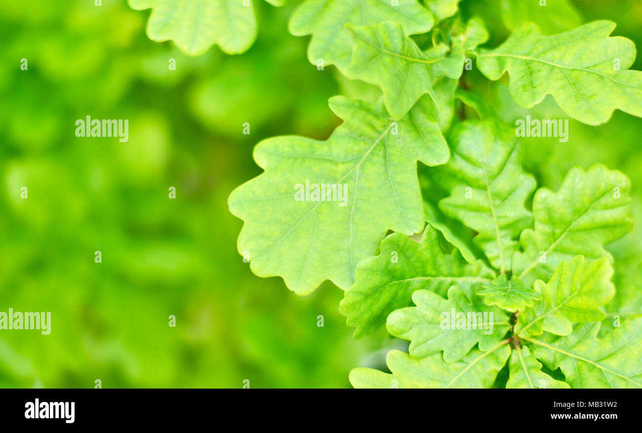 Fresche foglie di quercia sfondo, primavera scena. Foglie verde dello sfondo con la luce del sole e spazio di copia. Foto Stock