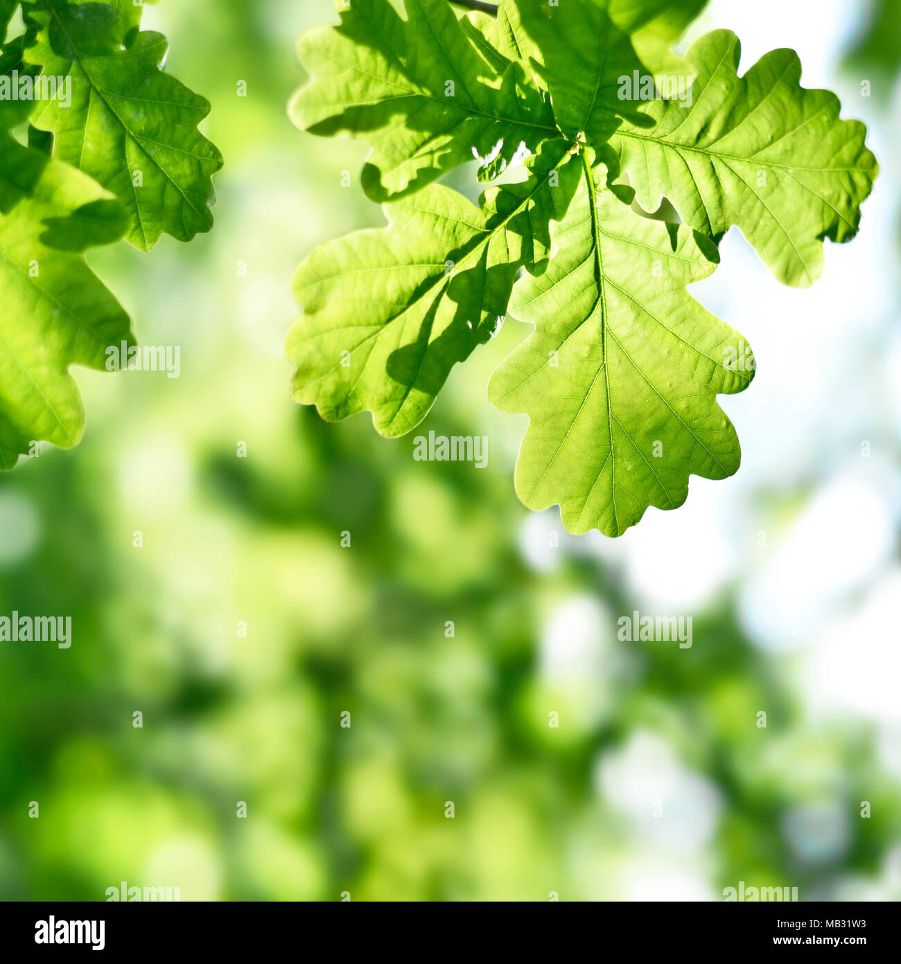 Fresche foglie di quercia sfondo, primavera scena. Foglie verde dello sfondo con la luce del sole e spazio di copia. Foto Stock