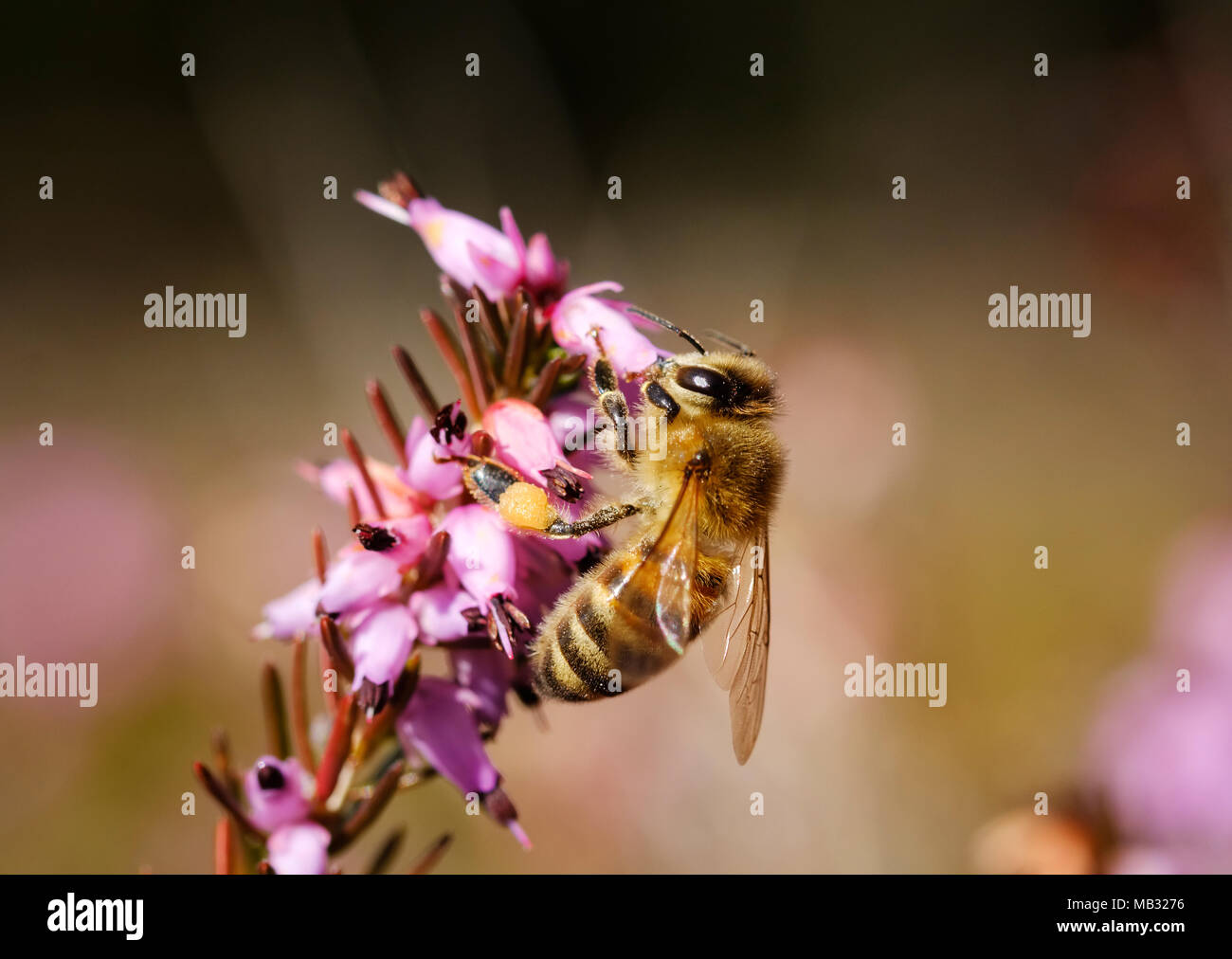 Il miele delle api (Apis mellifera) in fiore da inverno heath (Erica carnea), Baviera, Germania Foto Stock