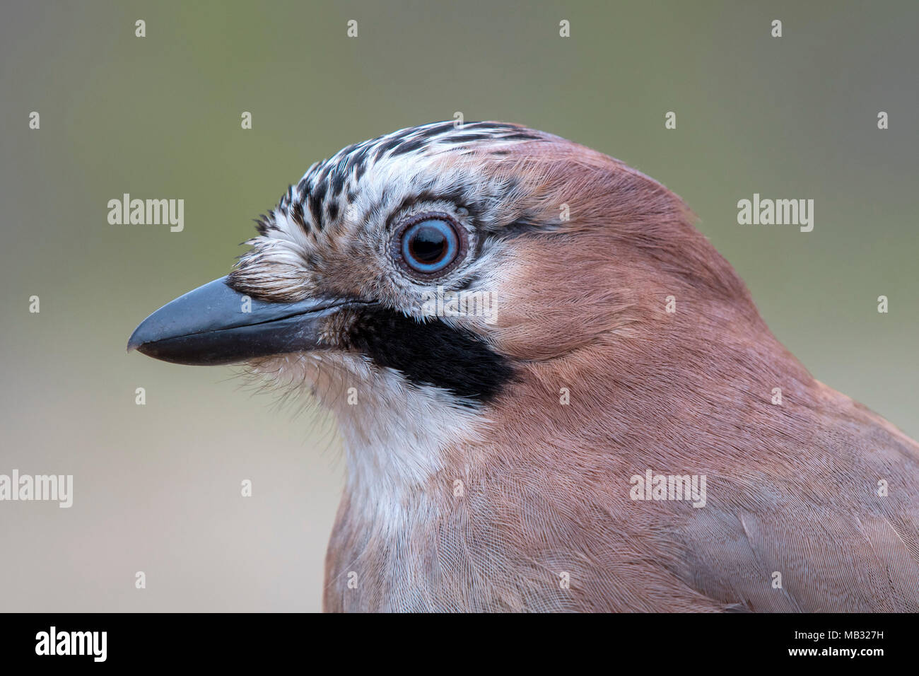 Eurasian jay (Garrulus glandarius), animale ritratto, Tirolo, Austria Foto Stock