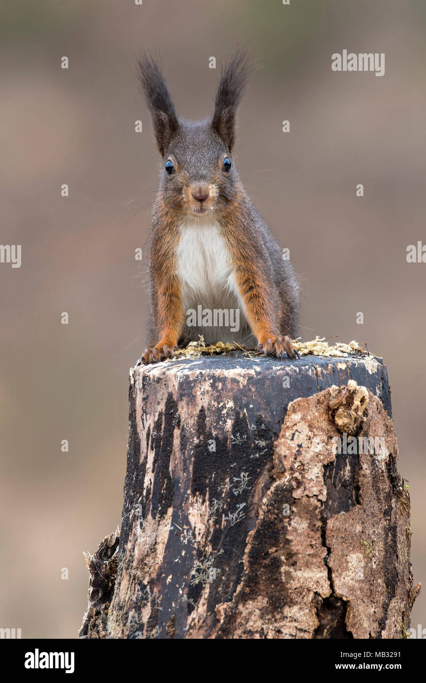 Eurasian red scoiattolo (Sciurus vulgaris) si siede con attenzione sul ceppo di albero, Tirolo, Austria Foto Stock