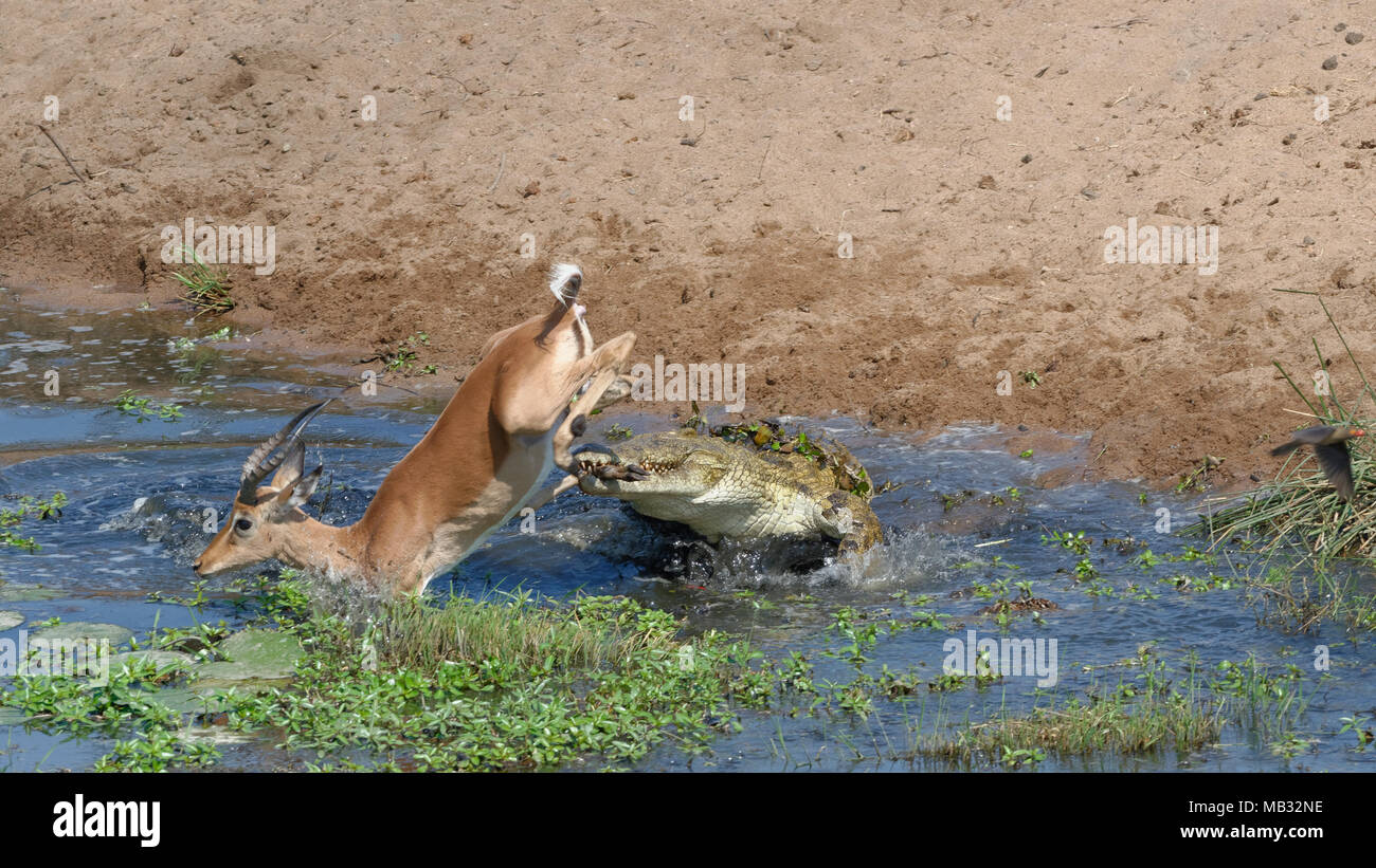 Coccodrillo del Nilo (Crocodylus niloticus) di attaccare a sorpresa un maschio impala (Aepyceros melampus) acqua potabile, attacco mortale Foto Stock