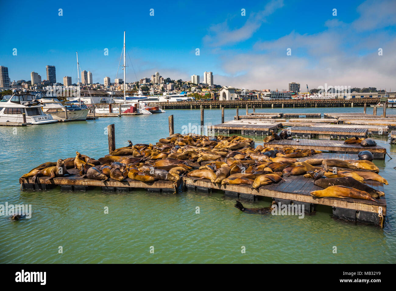 Colonia di leoni di mare a prendere il sole. Pier 39. Fisherman Wharf quartiere. San Francisco. In California, Stati Uniti d'America Foto Stock