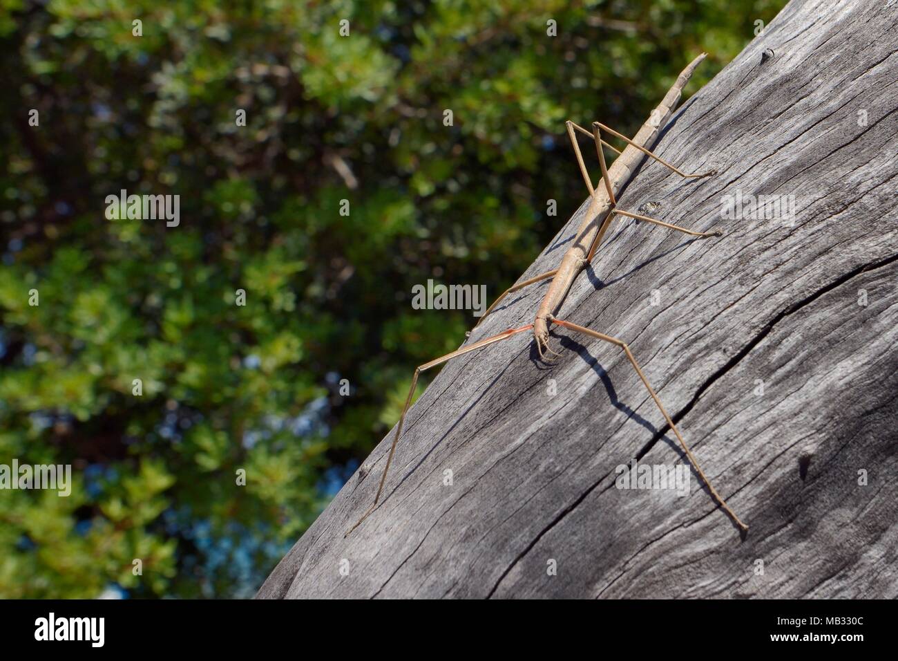 Stick insetto (Bacillus atticus atticus), una specie costiere del Sud Italia e Grecia, su una spiaggia da tronco di albero, nei pressi di Astros, Arcadia, Grecia. Foto Stock