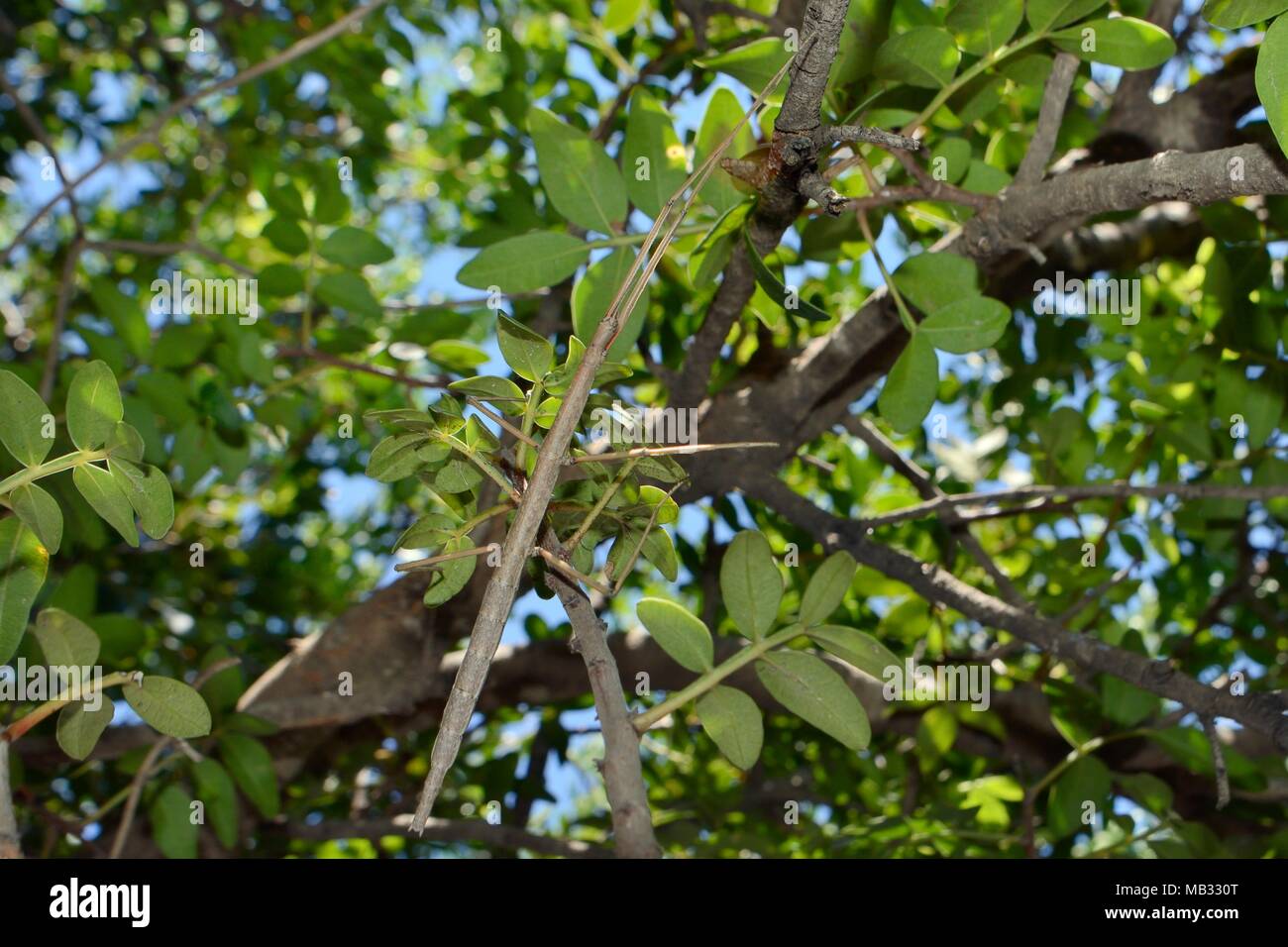 Stick insetto (Bacillus atticus atticus), una specie costiere del Sud Italia e Grecia, in un albero che cresce su una spiaggia, nei pressi di Astros, Arcadia, Grecia. Foto Stock
