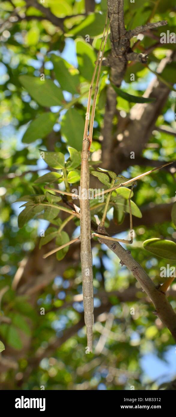 Stick insetto (Bacillus atticus atticus), una specie costiere del Sud Italia e Grecia, in un albero che cresce su una spiaggia, nei pressi di Astros, Arcadia, Grecia. Foto Stock