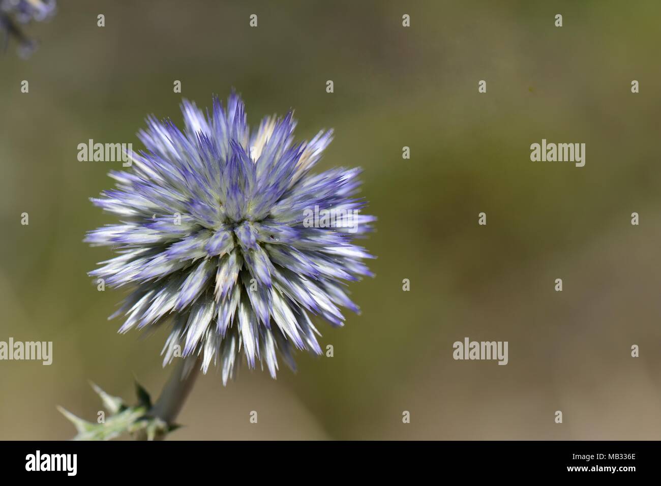 Globo spinoso thistle (Echinops spinosissimus) nelle montagne calcaree, nei pressi di Kosmas, Arcadia, Peloponneso, Grecia, Agosto. Foto Stock