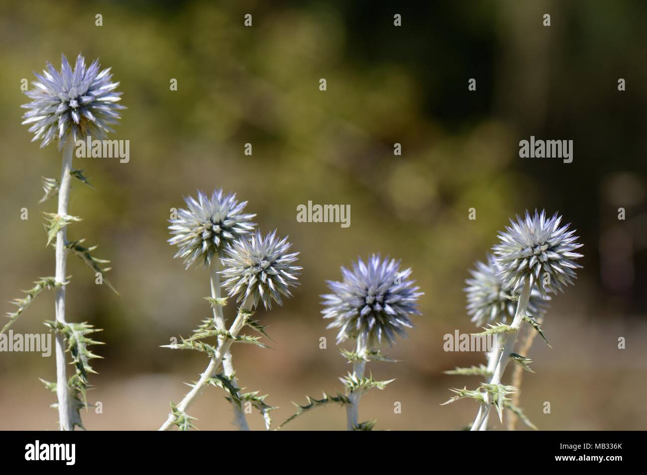 Globo spinoso thistle (Echinops spinosissimus) nelle montagne calcaree, nei pressi di Kosmas, Arcadia, Peloponneso, Grecia, Agosto. Foto Stock