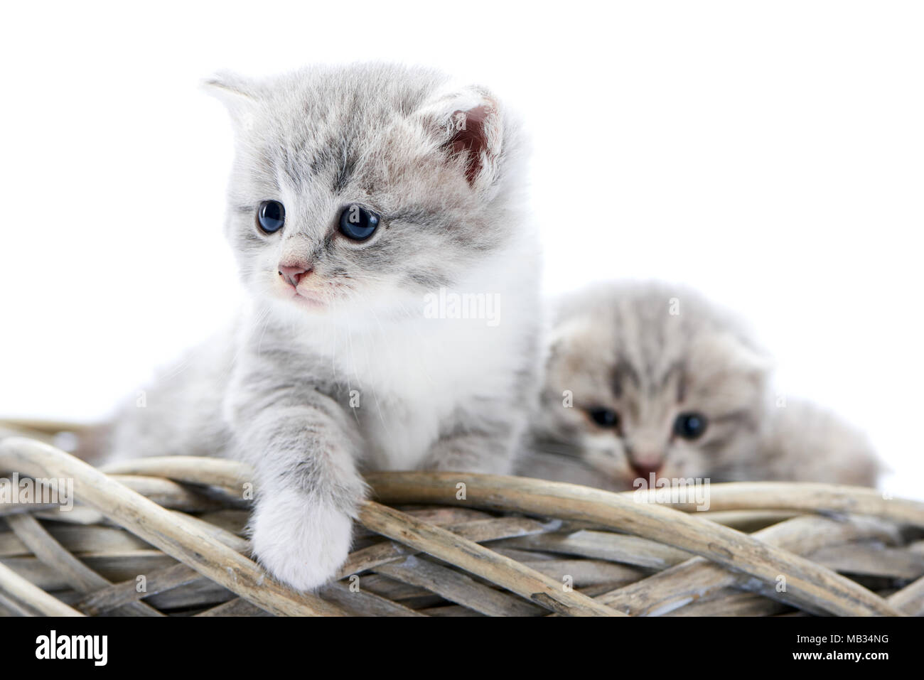 Little Grey fluffy gattino essendo curioso e seria mentre esplorare circostanti e seduti insieme con altri divertente carino kitties in bianco ghirlanda di vimini. Interessati carino grigio blu bianco occhi foto studio Foto Stock