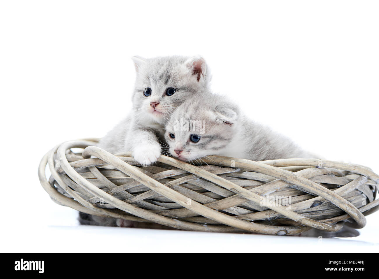 Due piccoli blue-eyed neonato soffici gattini essendo curioso e guardando al lato mentre la riproduzione in bianco ghirlanda di vimini in bianco foto in studio. Adorabili carino interessati kitties grigio photosession fotocomposizione Foto Stock