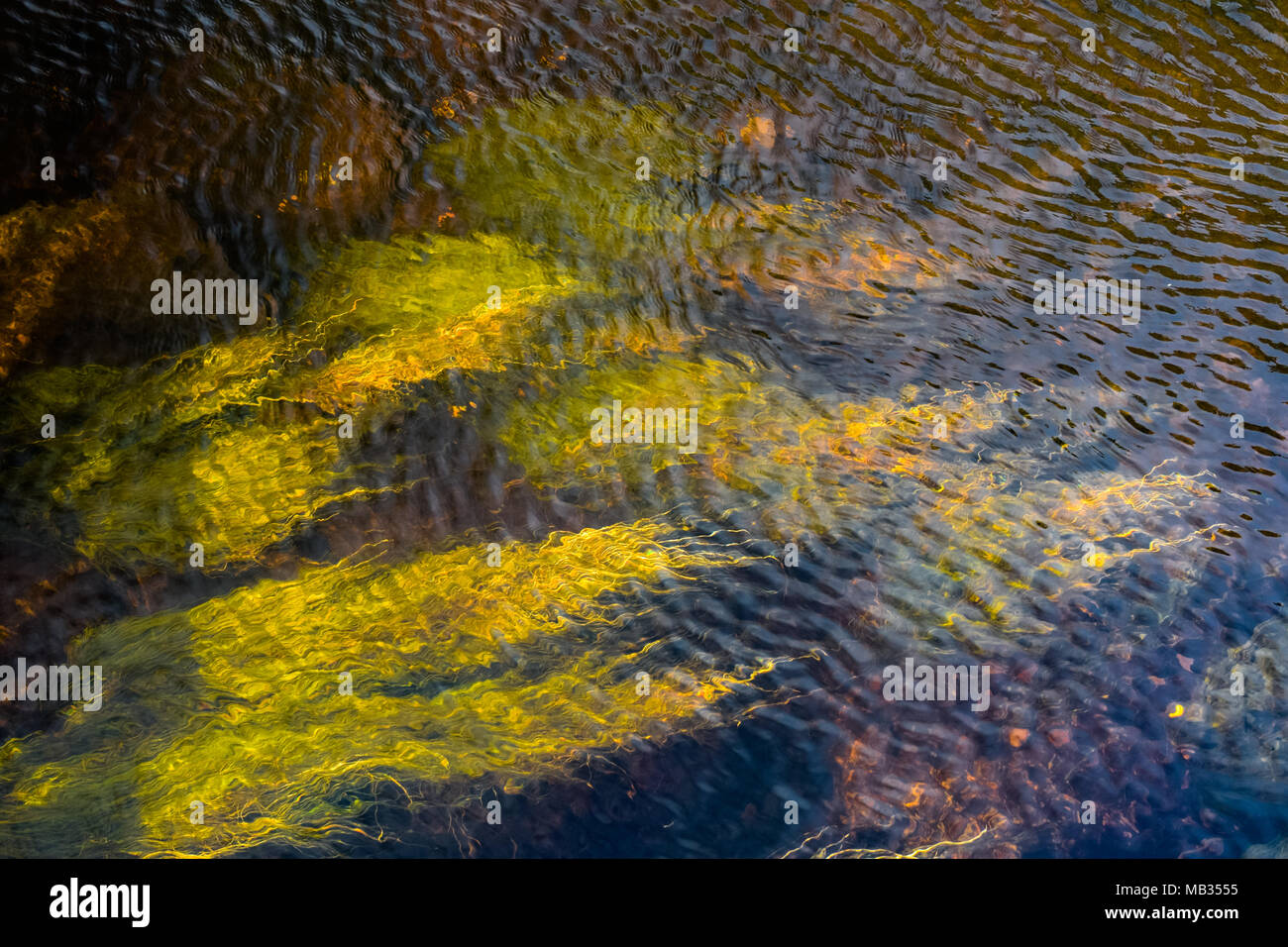 Una foto di piante acquatiche difting in crystal clear acqua fresca. A seconda di come si guarda la foto si può guardare come un dipinto impressionista. Foto Stock