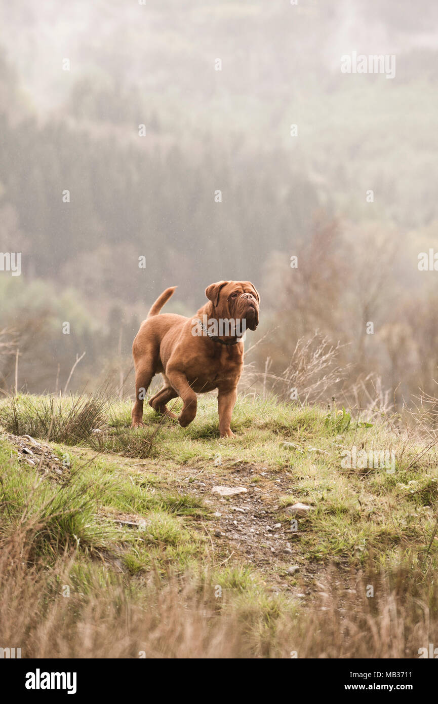 Maschio di Dogue de Bordeaux in piedi su un promontorio roccioso in valli gallesi in un giorno di pioggia Foto Stock