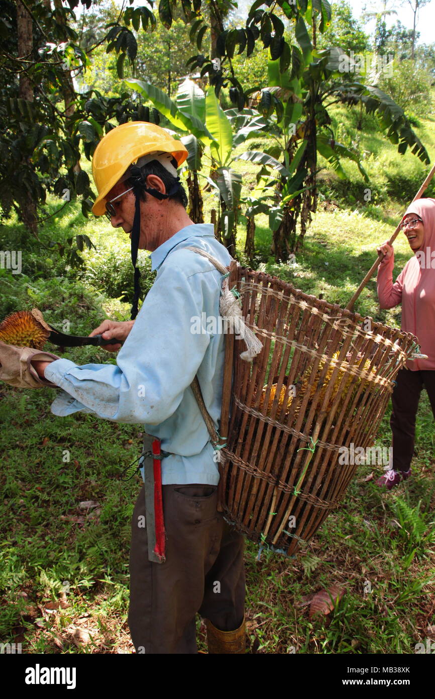 Frutto raccolto agricoltore il durian maturati nell'azienda frutticola giardino sottobosco con zaino cestello. Durian stagionato depositatisi dalla struttura ad albero di durian. Foto Stock