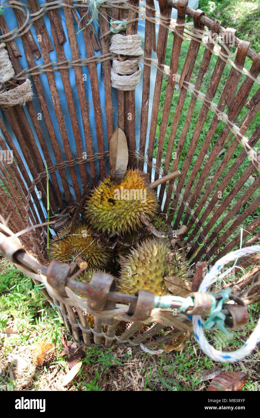 Frutto raccolto agricoltore il durian maturati nell'azienda frutticola giardino sottobosco con zaino cestello. Durian stagionato depositatisi dalla struttura ad albero di durian. Foto Stock
