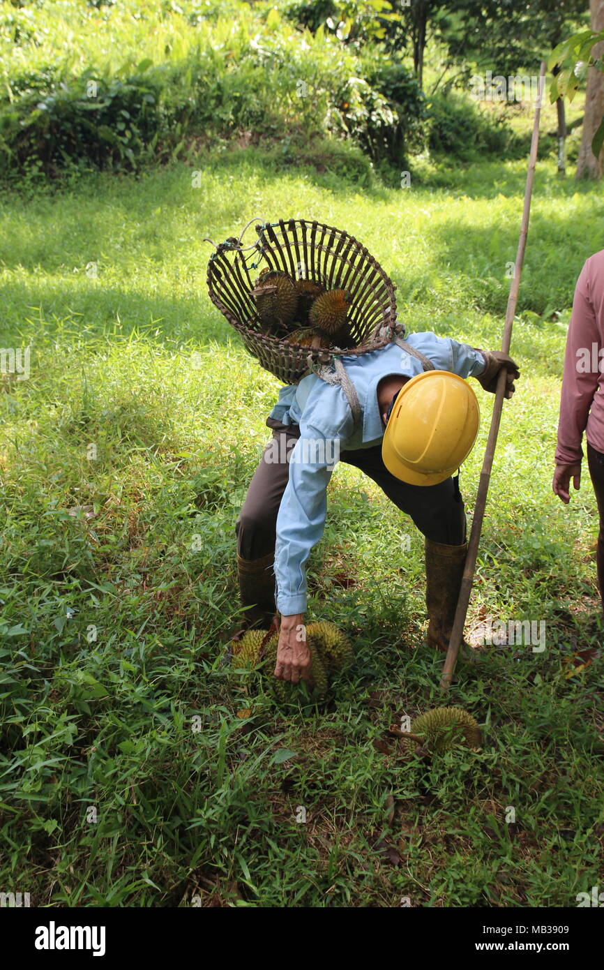Frutto raccolto agricoltore il durian maturati nell'azienda frutticola giardino sottobosco con zaino cestello. Durian stagionato depositatisi dalla struttura ad albero di durian. Foto Stock