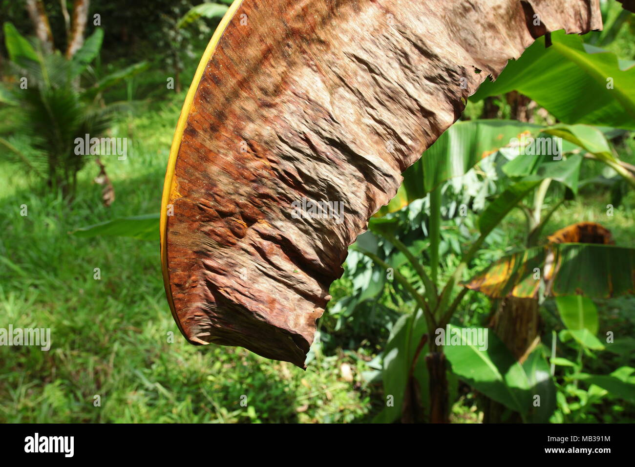 Banana secca foglia d'albero Foto Stock