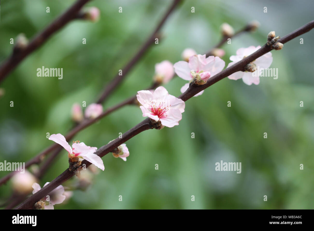 Ramo della fioritura ciliegio orientale su sfondo verde è orizzontale. Prunus serrulata. Prunus. Famiglia Rosaceae. Foto Stock