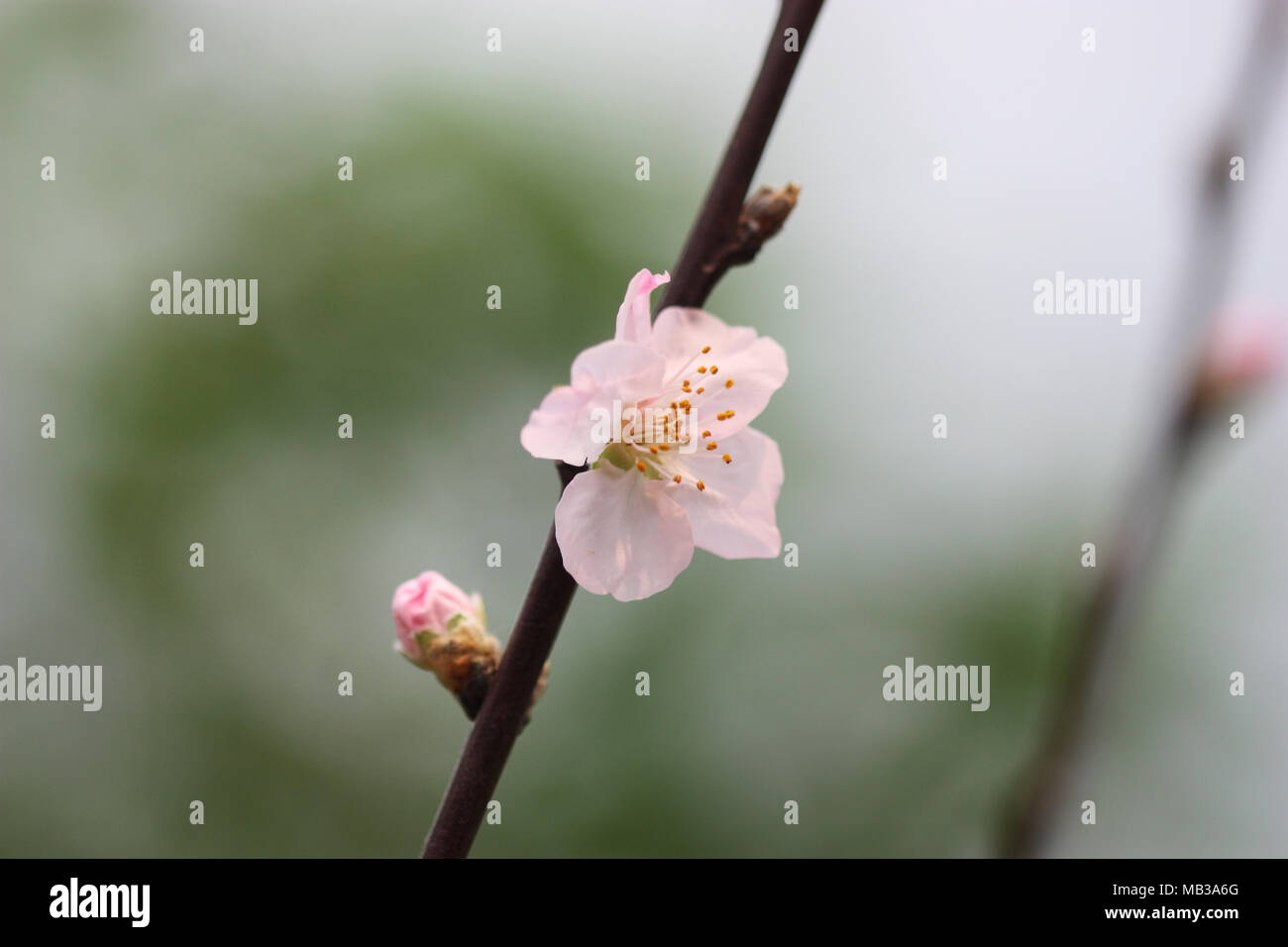 Ramo della fioritura ciliegio orientale su sfondo verde è orizzontale. Prunus serrulata. Prunus. Famiglia Rosaceae. Foto Stock