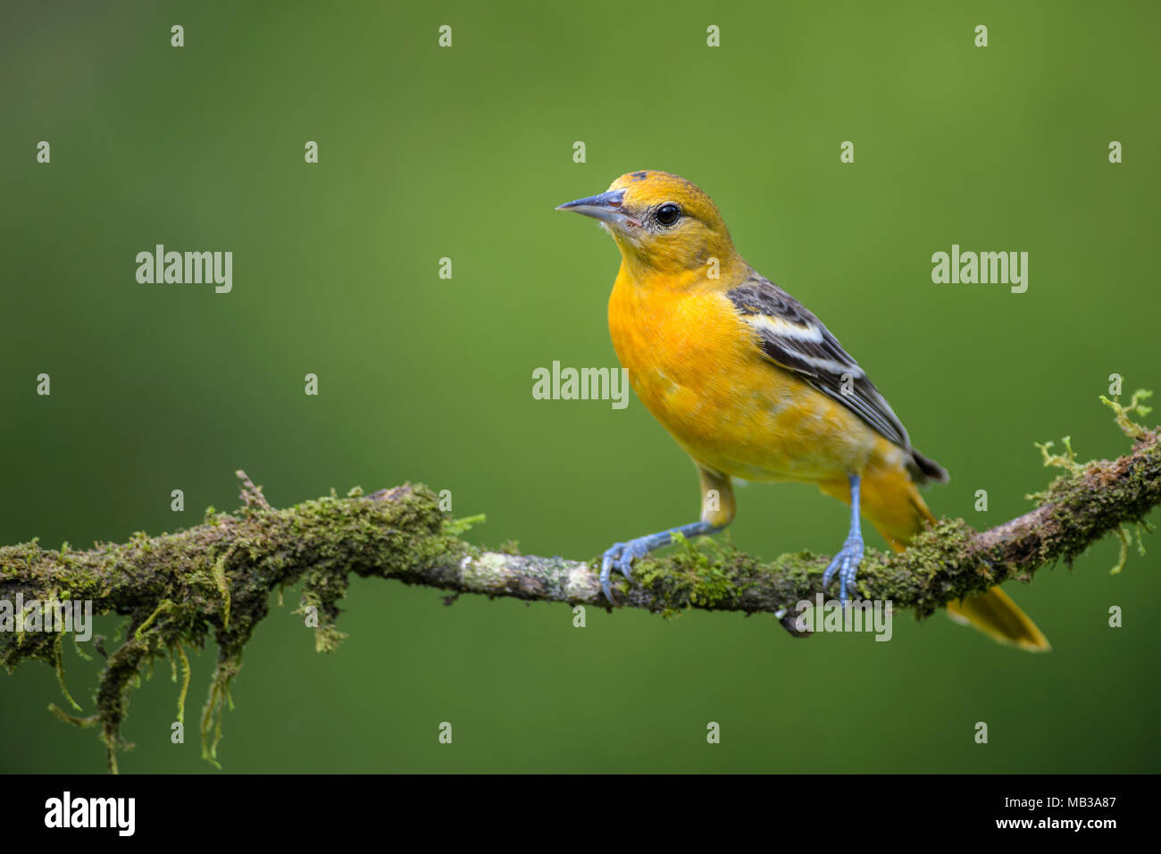 Northern Rigogolo - Icterus galbula, bella orange rigogolo dall America Centrale la foresta, Costa Rica. Foto Stock