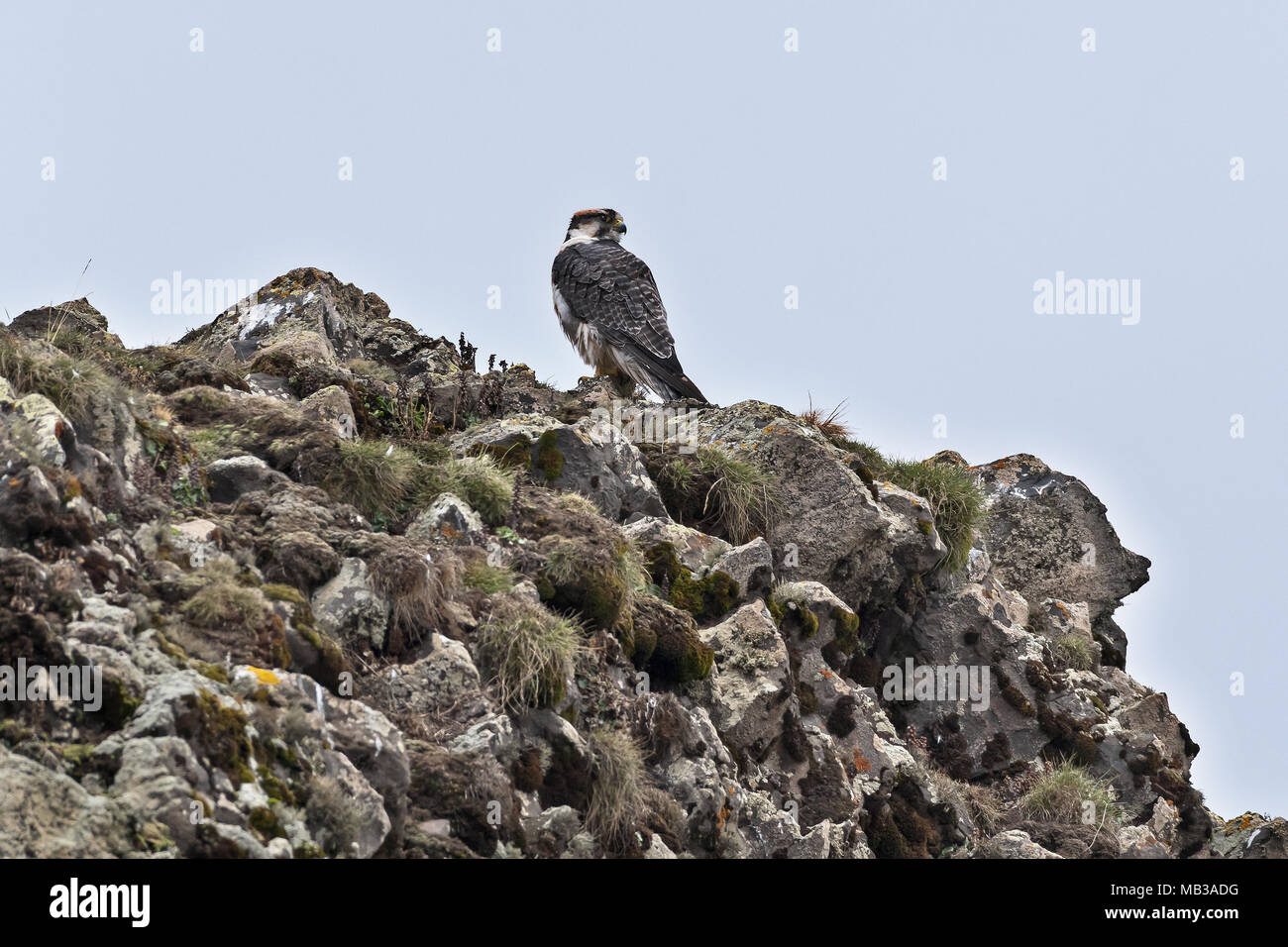 Lanner falcon (Falco biarmicus), Sanetti plateau, Etiopia Foto Stock