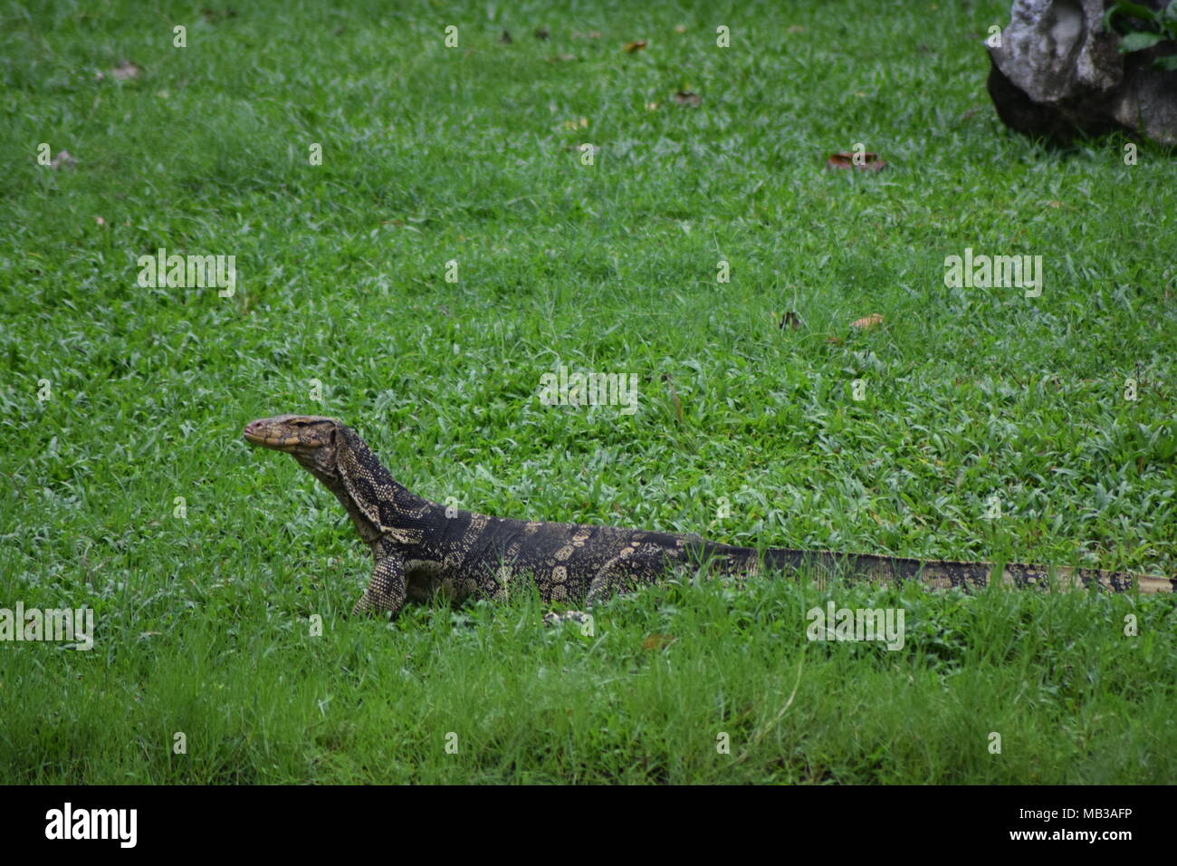 L'elemento di monitoraggio presenza acqua Varanus salvator malaysian Bangkok tailandese park lizard wild big Foto Stock