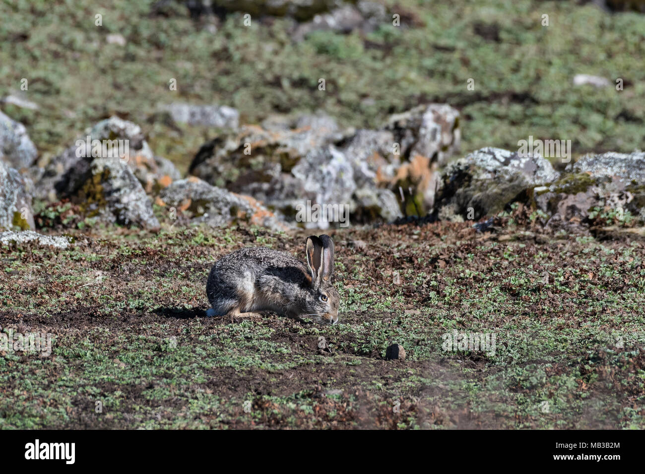 Altopiano etiopico lepre (Lepus starki), Sanetti plateau, Etiopia Foto Stock