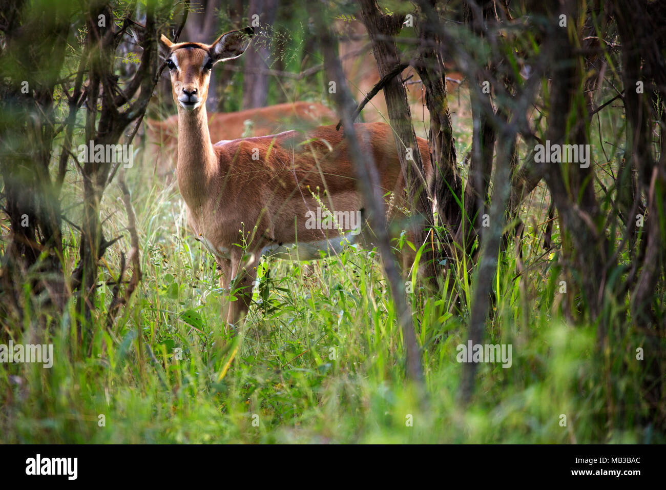 Impala femmina (Aepyceros melampus) visto durante un gioco di auto da Pamuzinda Safari Lodge vicino a Harare, Zimbabwe. Foto Stock