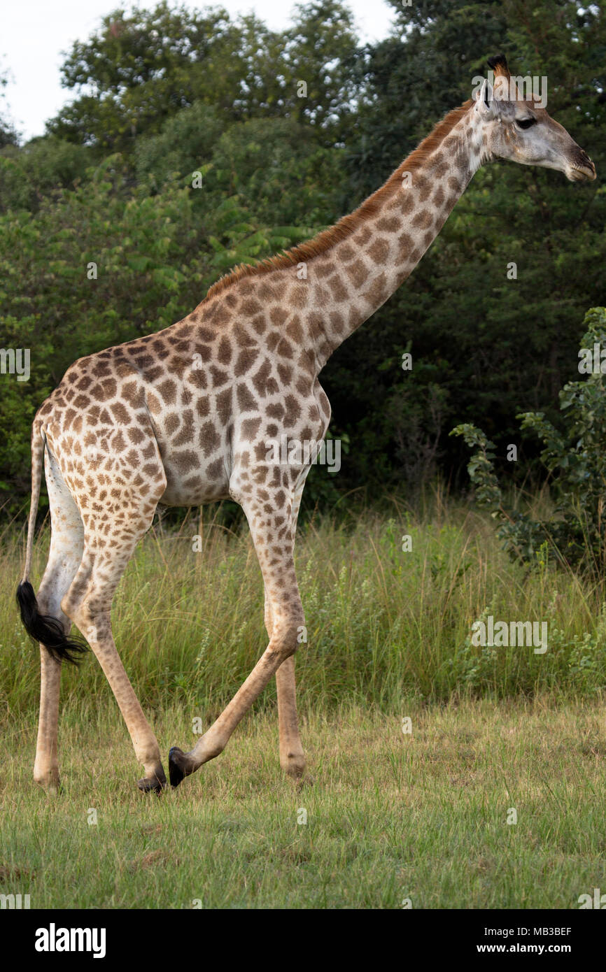 La giraffa camminando sulla riserva a Pamuzinda Safari Lodge vicino a Harare, Zimbabwe. Il lusso safari lodge si trova in un parco giochi dal fiume Seruwi. Foto Stock