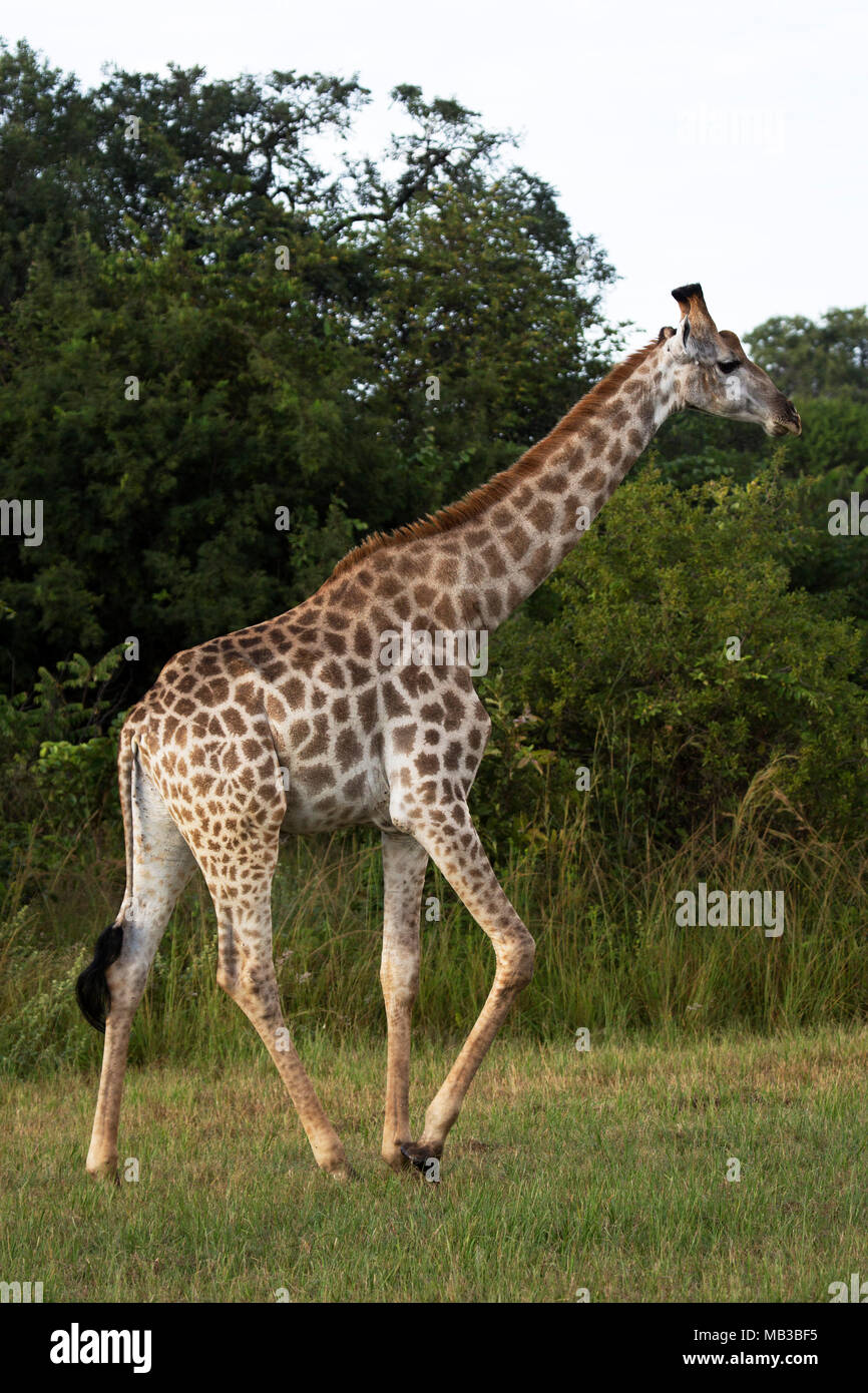 La giraffa camminando sulla riserva a Pamuzinda Safari Lodge vicino a Harare, Zimbabwe. Il lusso safari lodge si trova in un parco giochi dal fiume Seruwi. Foto Stock