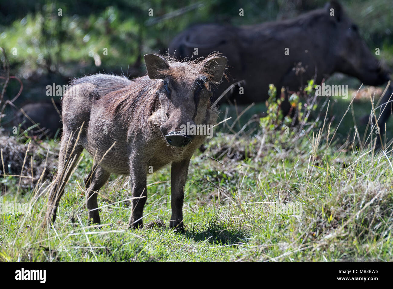 Gli animali nel loro ambiente Foto Stock