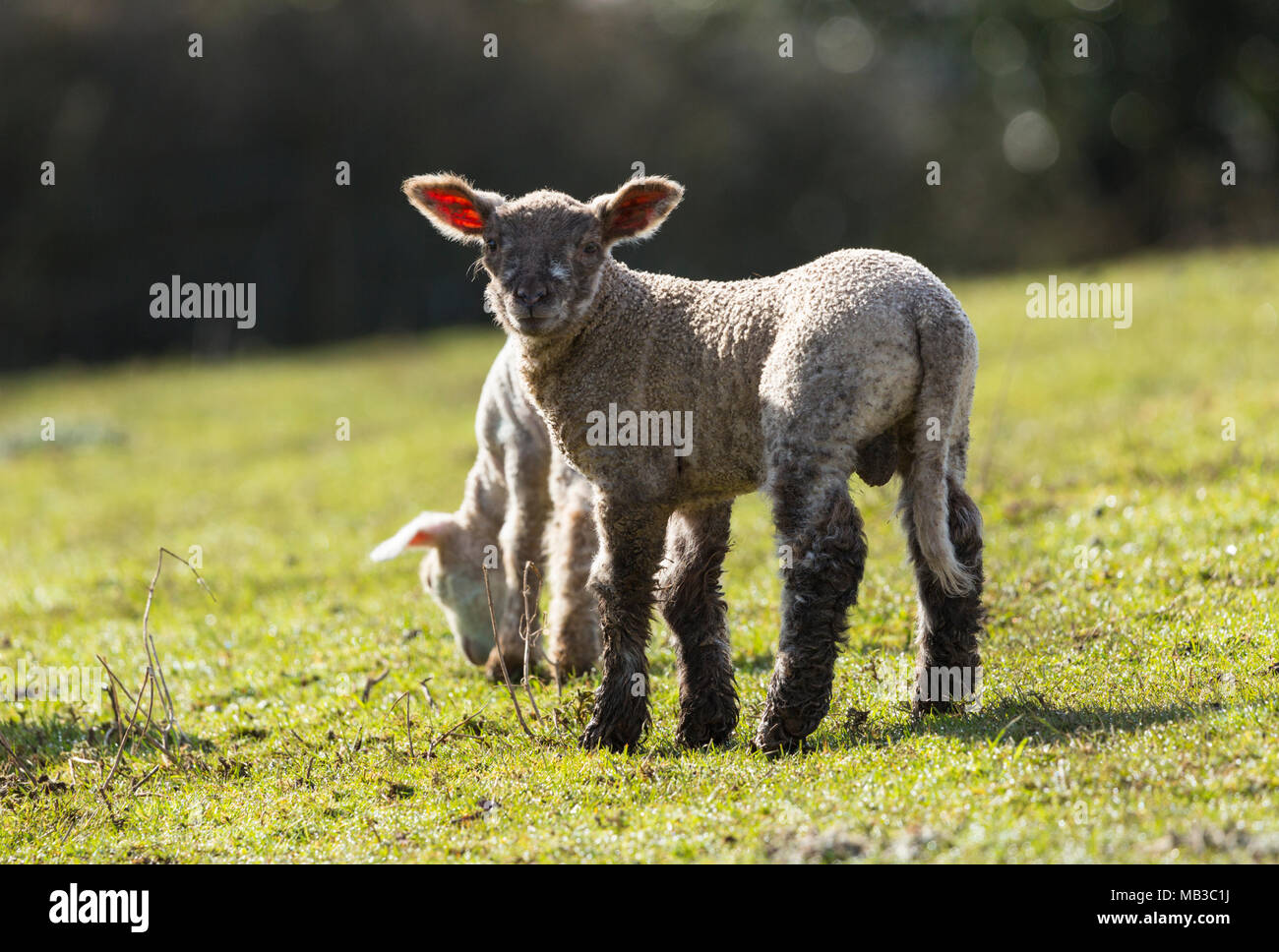 Neonato agnelli pascolano in campo Foto Stock