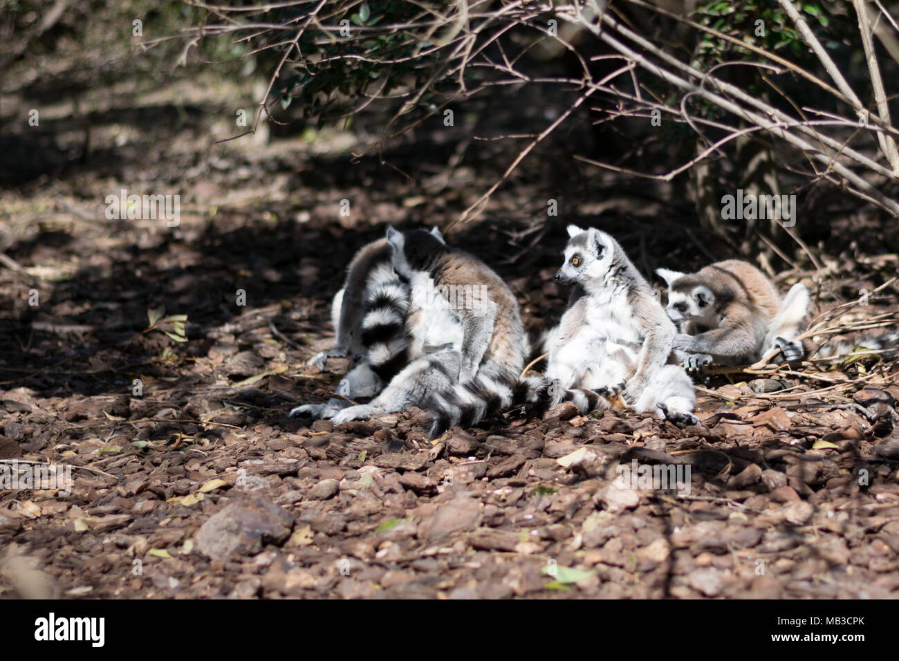 Anello di lemuri tailled seduto in gruppo di famiglia al sole con un neonato aggrappati alla madre di stomaco del pelo, a Faunia bioparco, Madrid Foto Stock
