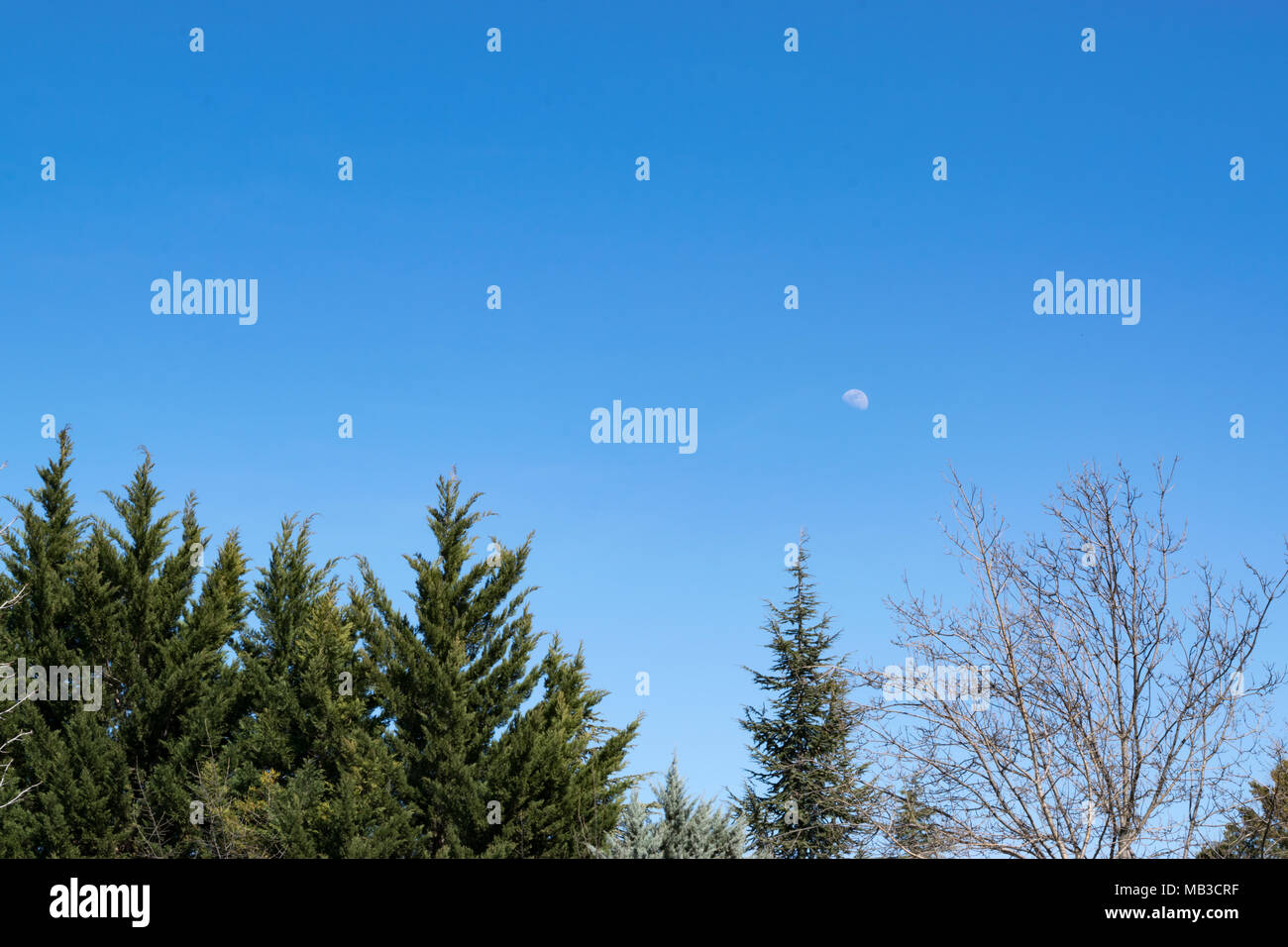 Luna visibile sopra le cime degli alberi in un cielo blu chiaro Foto Stock