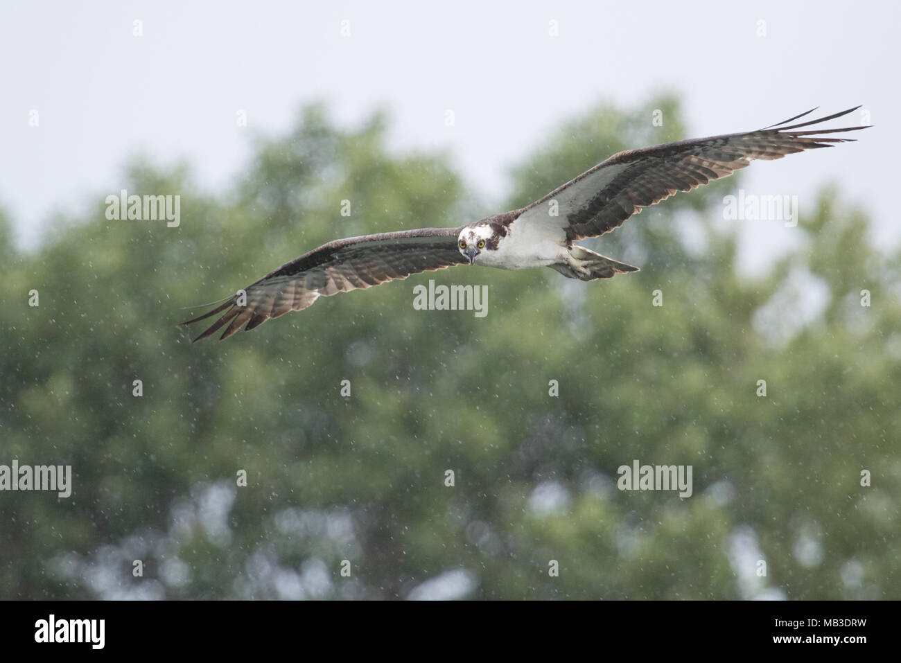 Un osprey volando attraverso una pioggia di estate al Lago Oneida, New York, Stati Uniti d'America. Foto Stock