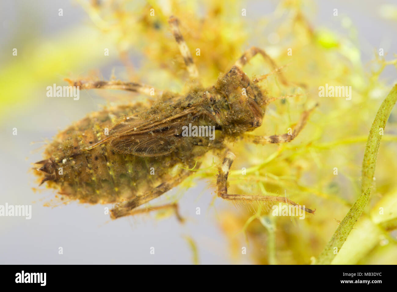 Smeraldo larve di libellula Foto Stock