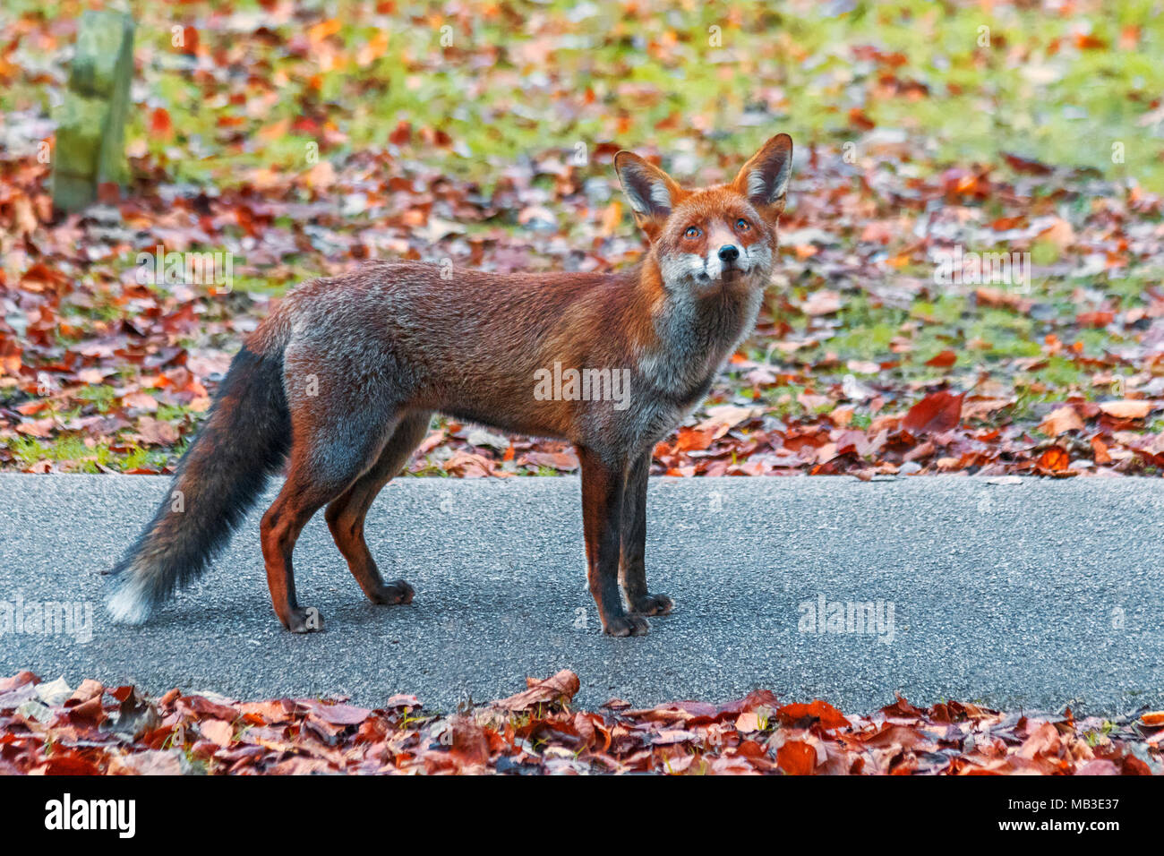 Ritratto di urbano europeo di Red Fox, Vulpes vulpes crucigera, fotografato in Sutton, Greater London, Regno Unito Foto Stock