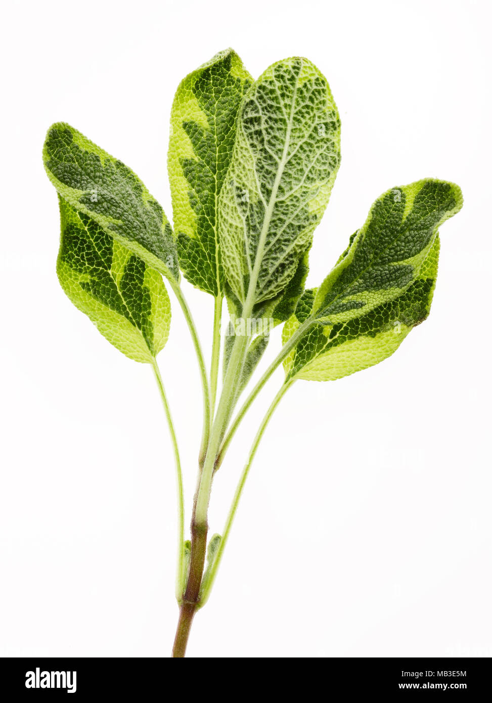 Rametto di Varigated fresca erba salvia Foto Stock