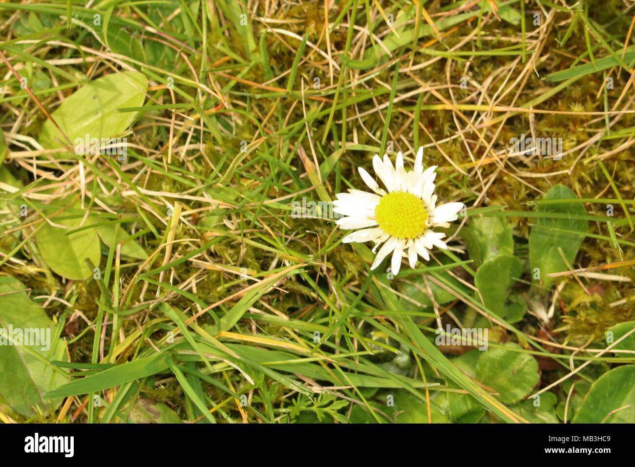 Singolo daisy sul terreno in erba Foto Stock