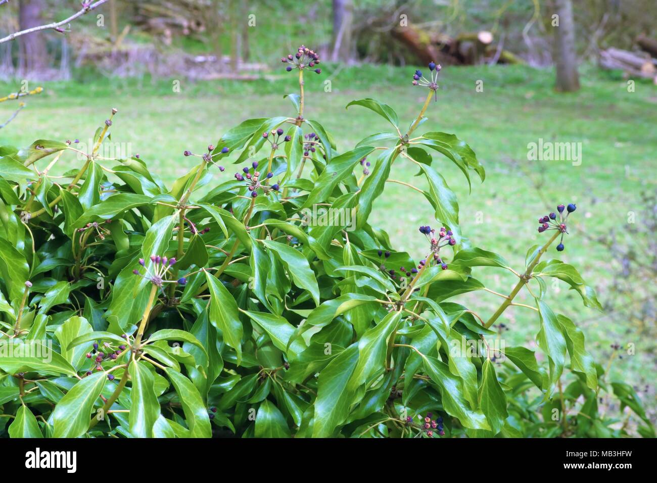 Hedera Edera pianta con frutti di bosco in posizione di parcheggio Foto Stock