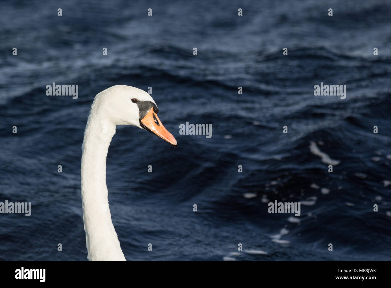 Swan del Lough Erne, Enniskillen, Irlanda del Nord Foto Stock