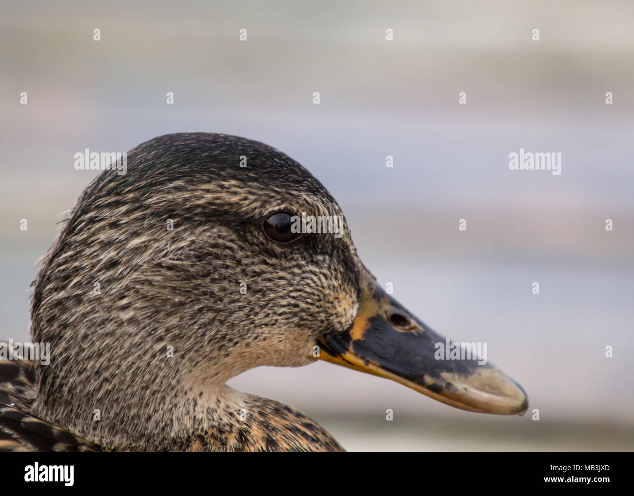 Immagine ravvicinata di una femmina di Mallard duck del Lough Erne, Enniskillen, Irlanda del Nord Foto Stock