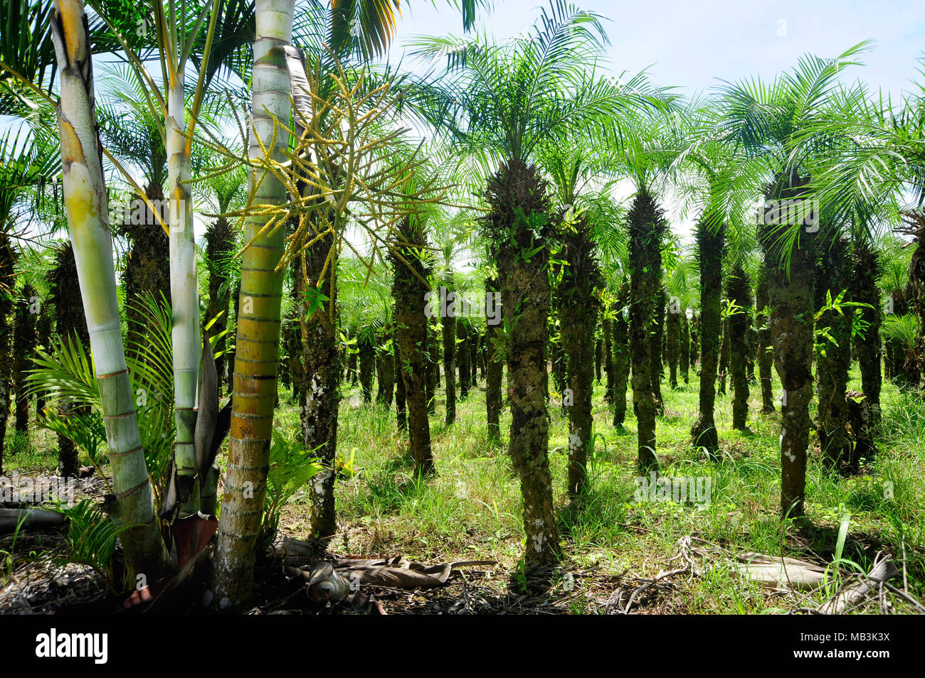Un albero di palma cresce di raccolto in Costa Rica. Foto Stock