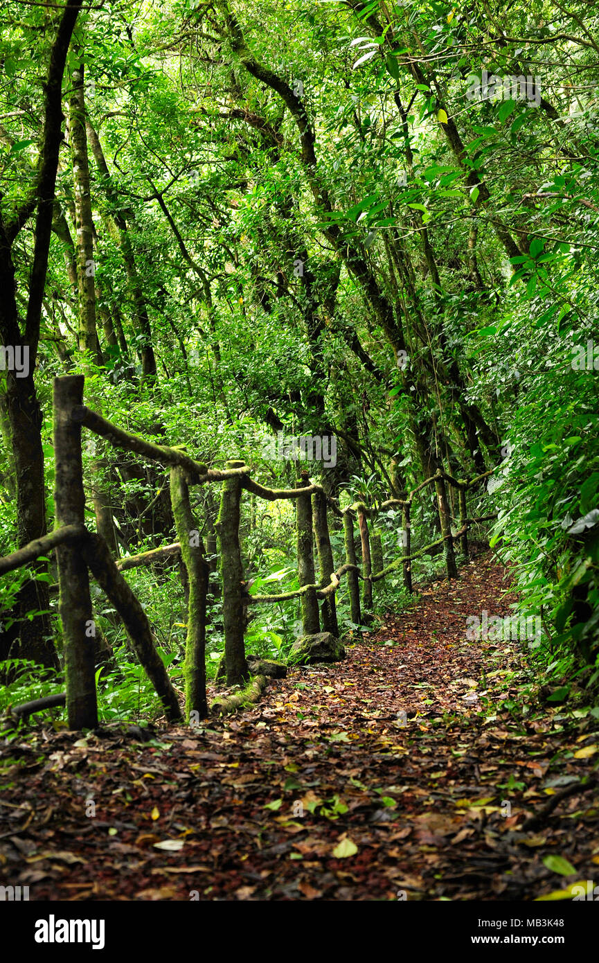 Un sentiero escursionistico a Bosque Caricias, una riserva naturale privata in Costa Rica. Foto Stock