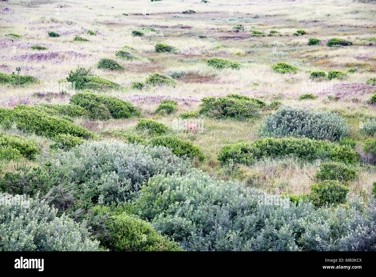 Foto preso inizio una mattina da un oceano rive, Washington hotel room di un capriolo pascolare tra le erbe di rivestimento del litorale. Foto Stock