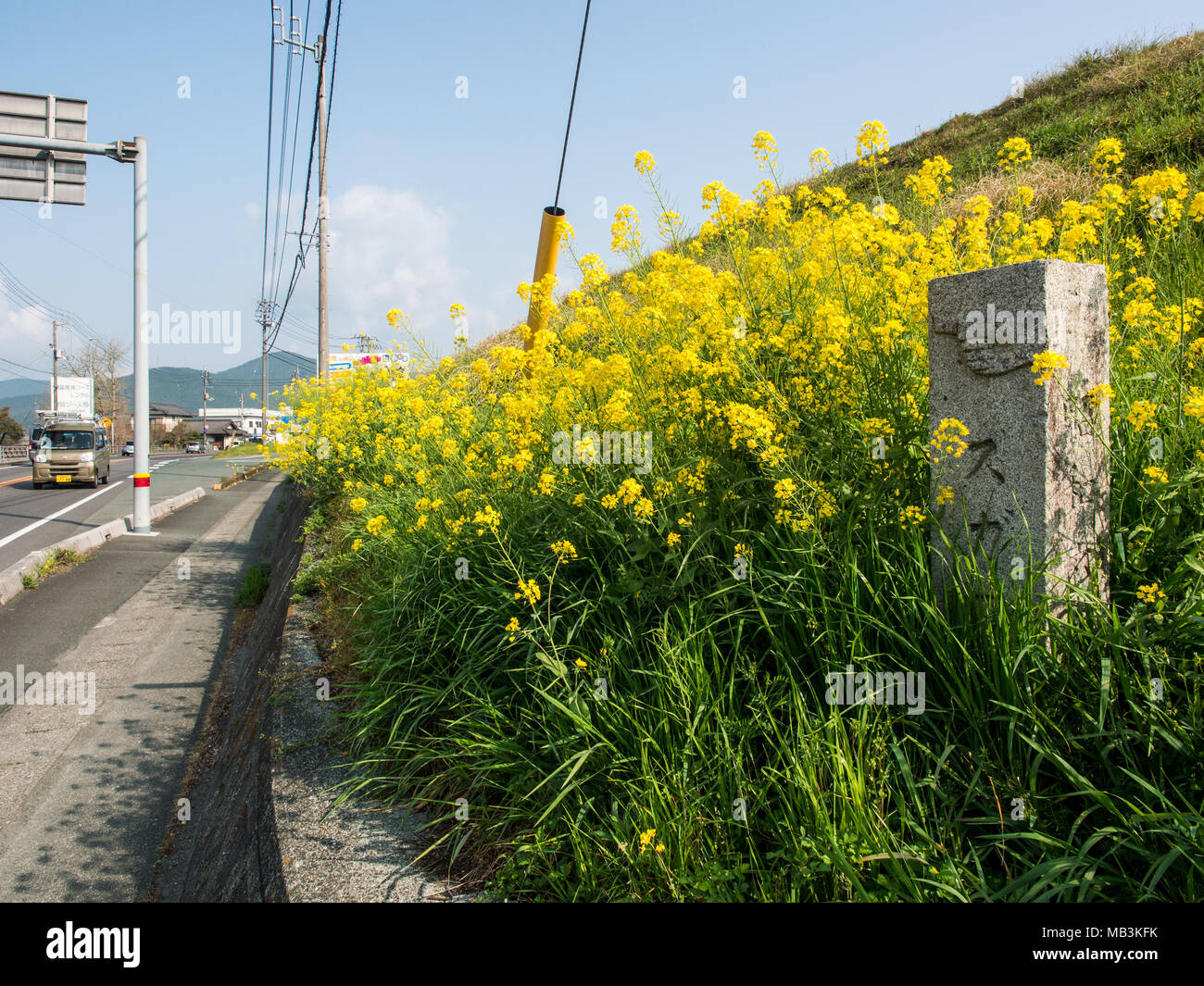Guida di pietra post, route marcatore in un campo di fiori, sulla rotta 56 tra Uwa e Ozu, 88 Tempio pellegrinaggio di Shikoku, Shikoku Giappone Foto Stock